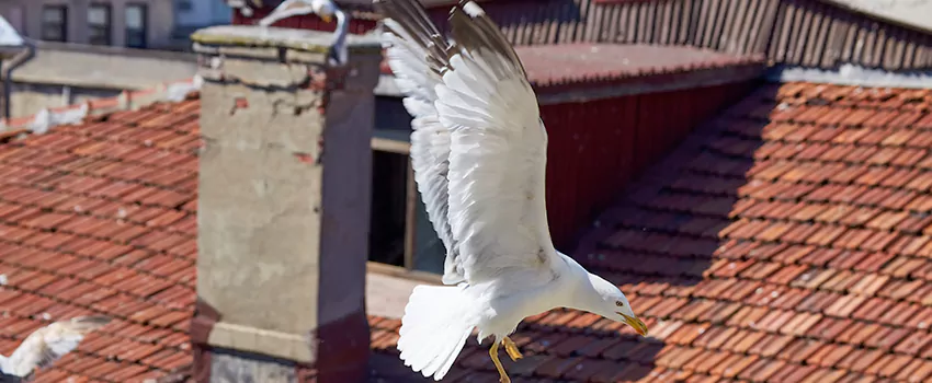 Residential Chimney Animal Removal Solution in Floral Park, NY